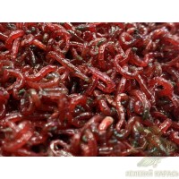 Червінці (мотиль)