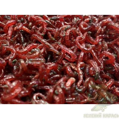 Червінці (мотиль)